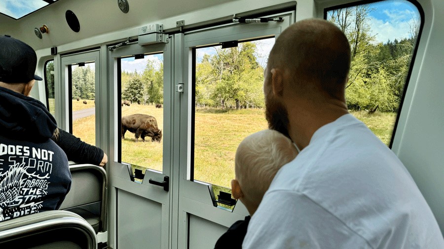 "Father and son watch American bison at Northwest Trek from the electric tram, a Seattle activity that’s free for toddlers"