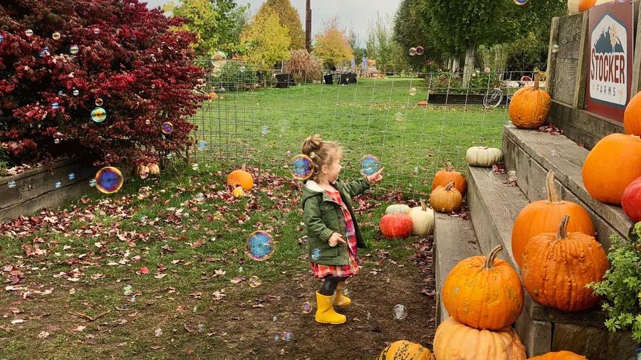"Toddler popping bubbles at Stocker Farms Fall Festival, a free activity for toddlers near Seattle"