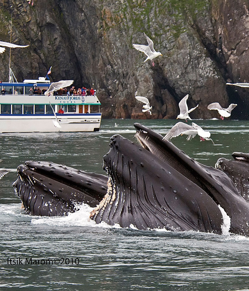 alaska adventures for kids and families