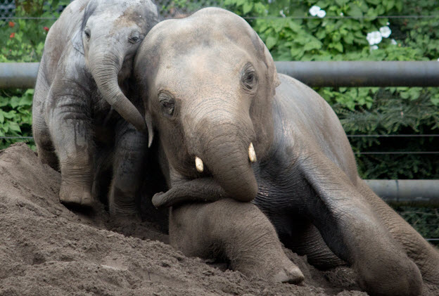 Oregon Zoo