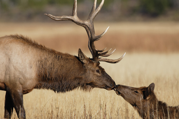 Elk at Oak Creek Wildlife Center