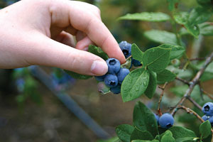 Picking blueberries