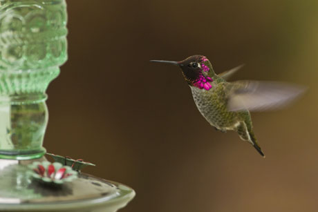 Hummingbird