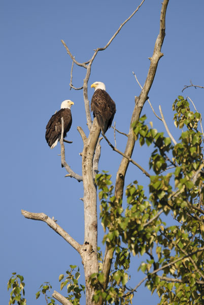 Bald eagles