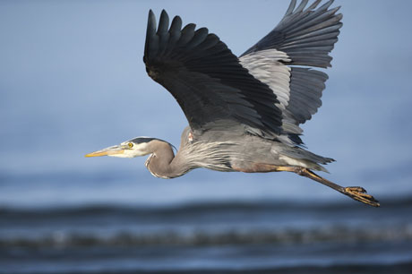 great blue heron