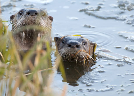 Sea otters