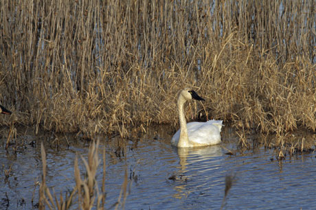 tundra swan