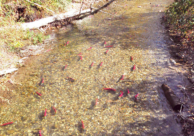 Adams River. Photo credit: martialartsnomad, flickr c