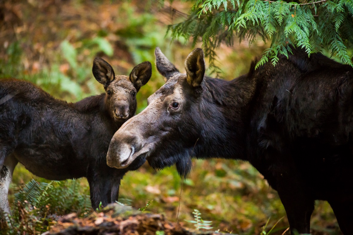 Baby moose at Northwest Trek. Photo courtesy of Northwest Trek