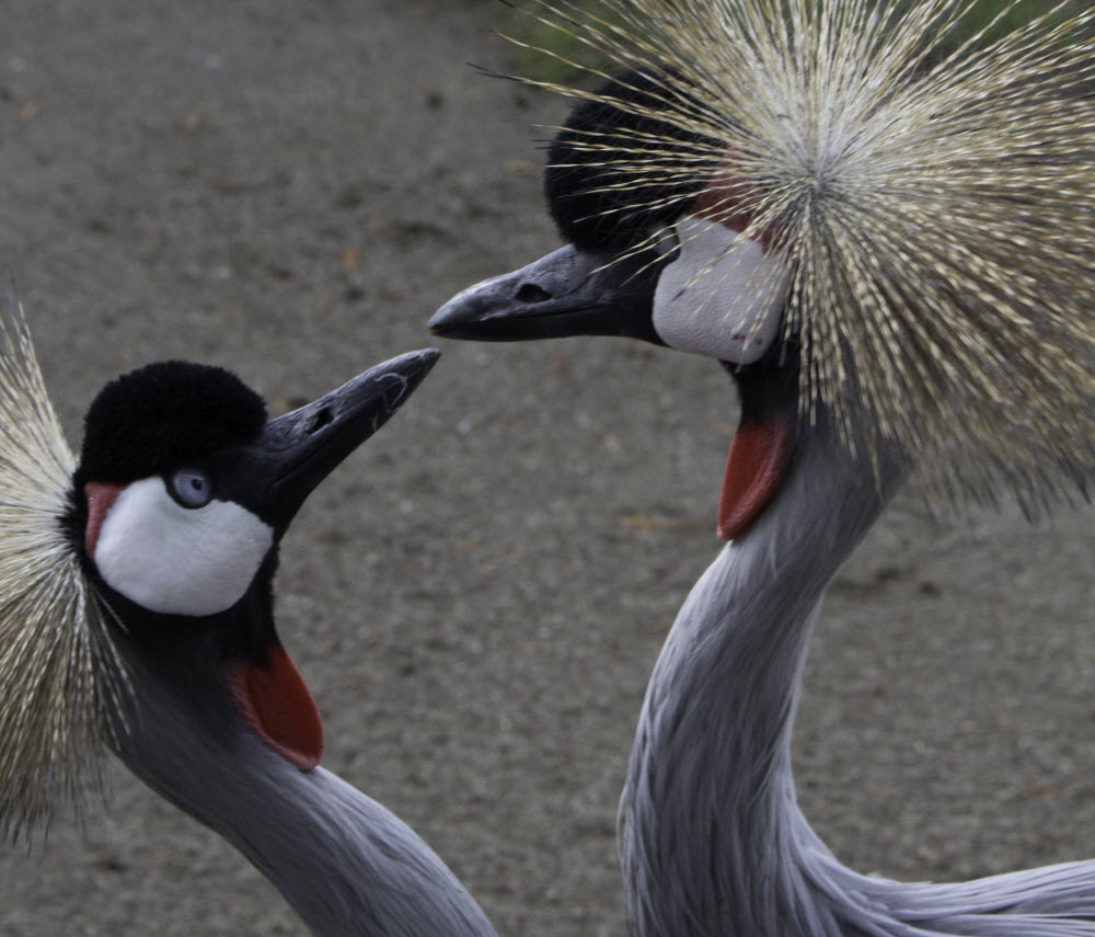 Cranes at the Cougar Mountain Zoo. Photo credit: Alyssa Wolfe