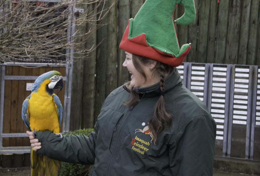 Cougar Mountain Zoo's Reindeer Festival. Photo credit: Alyssa Wolfe