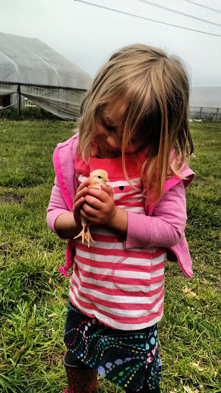 Holding baby chicks at Wild Hare Organics