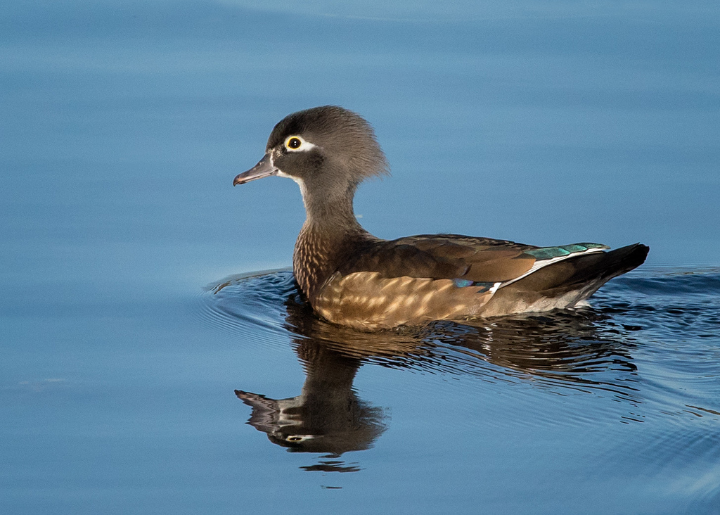 Female wood duck at Juanita Bay, Kirkland. flickr, CC