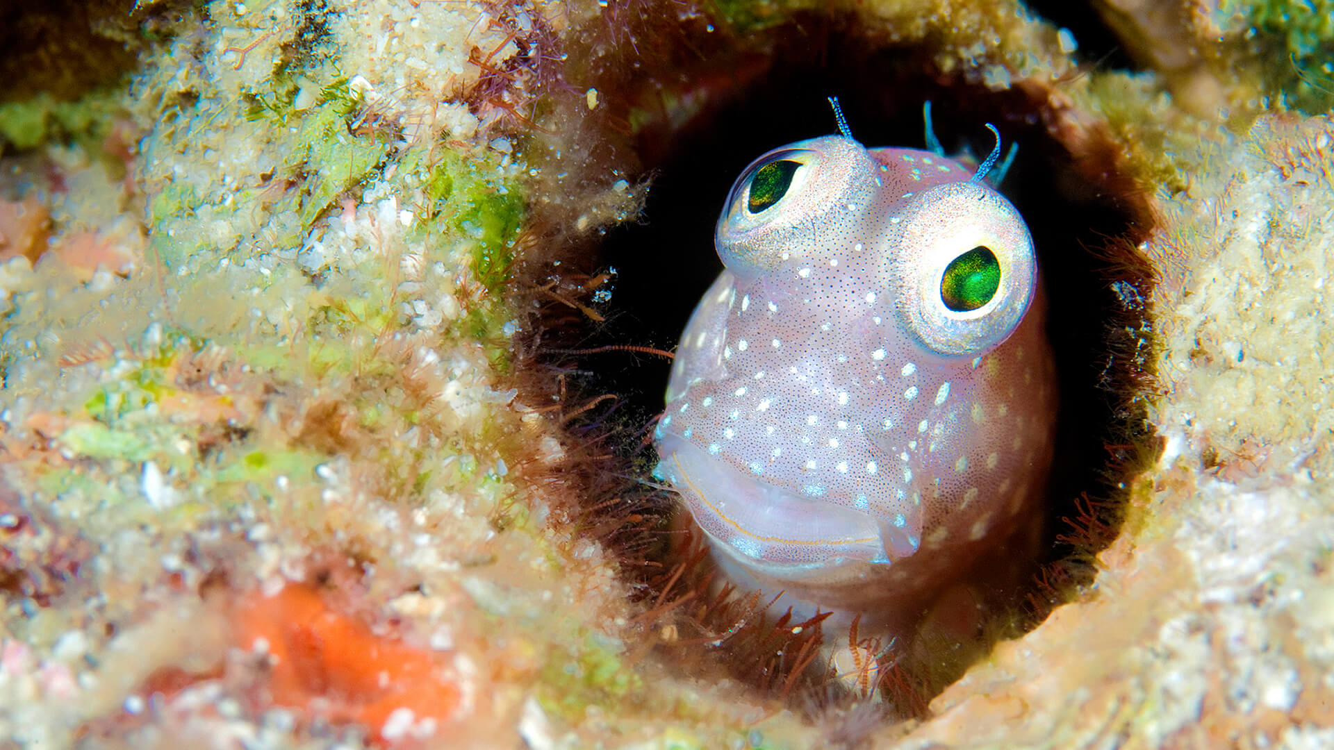 Jean-Michel Cousteau's 'Secret Ocean 3D'