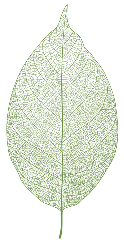 Leaf Green