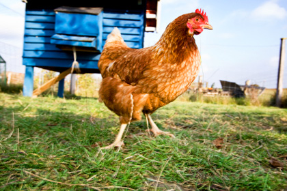 Chicken Coop