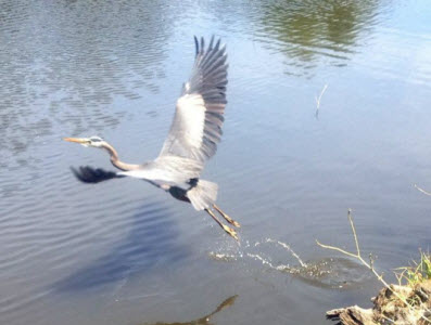 Meadowbrook Pond