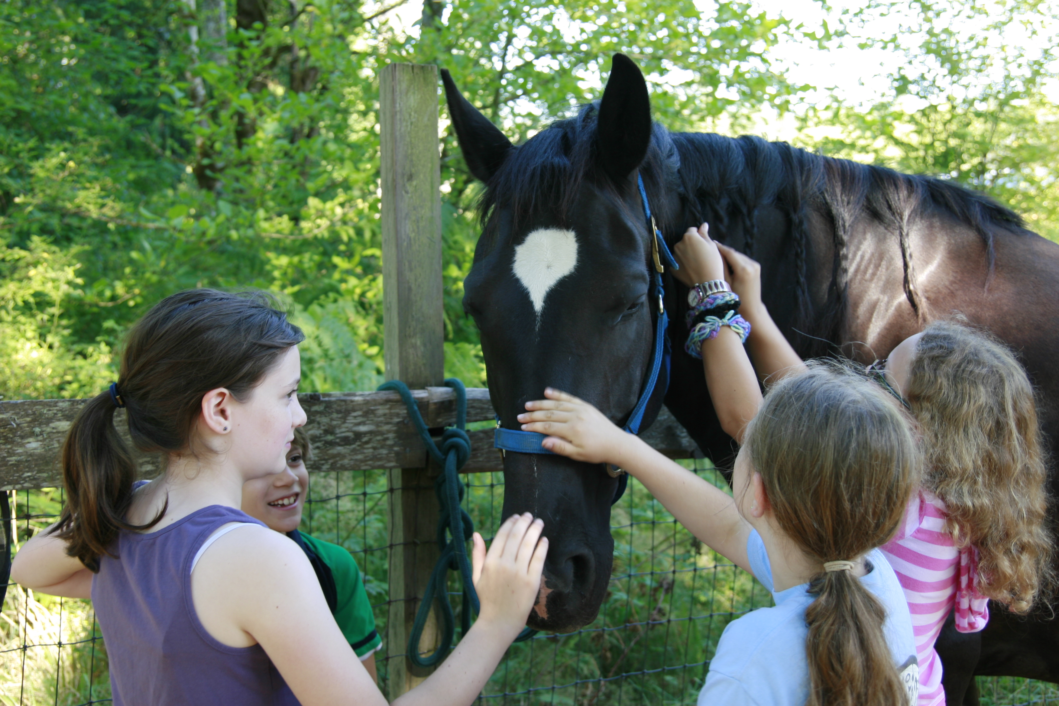 girls grooming a horse