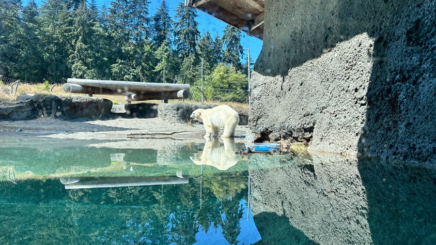 "A polar bear in the Arctic Tundra exhibit at Point Defiance Zoo and Aquarium"