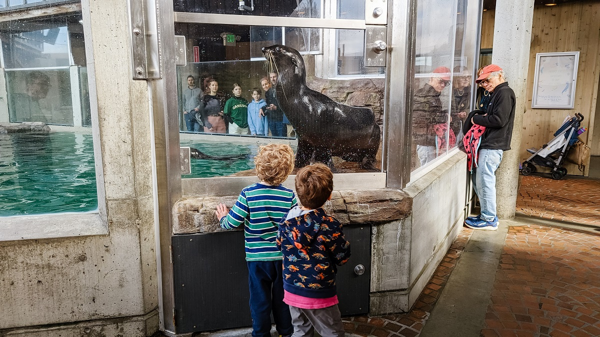 A northern fur seal hops up to the glass at the Seattle Aquarium as visitors look on