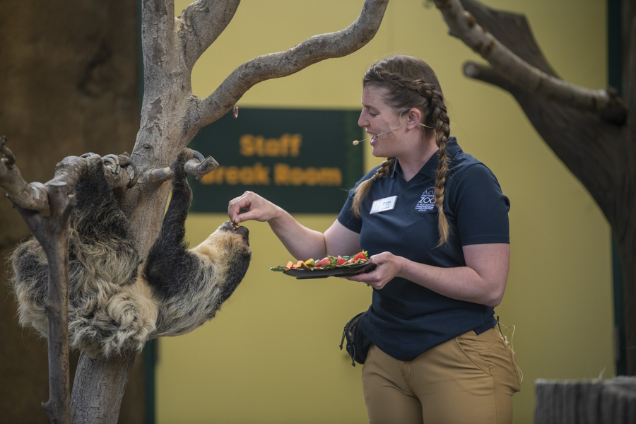 "Siesta in the Wild Wonders Outdoor theater show at Point Defiance Zoo and Aquarium"