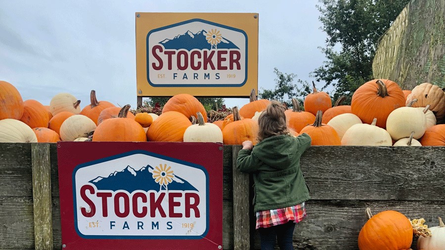 "Young girl picks pumpkins at Stocker Farms fall festival near Seattle"