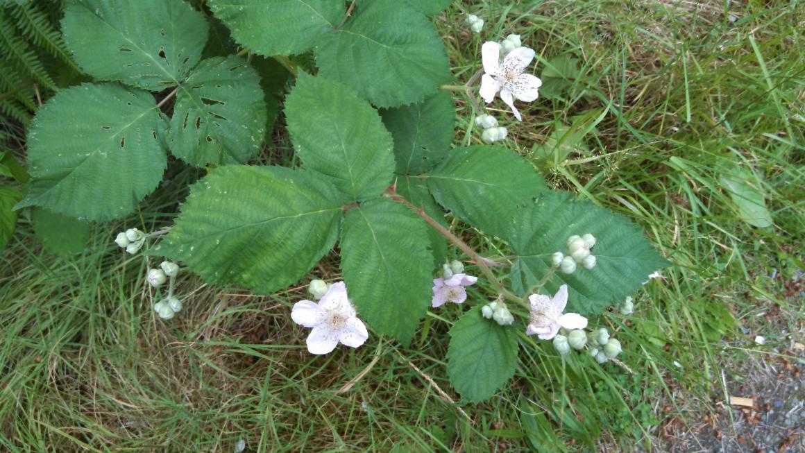 himalayan blackberry