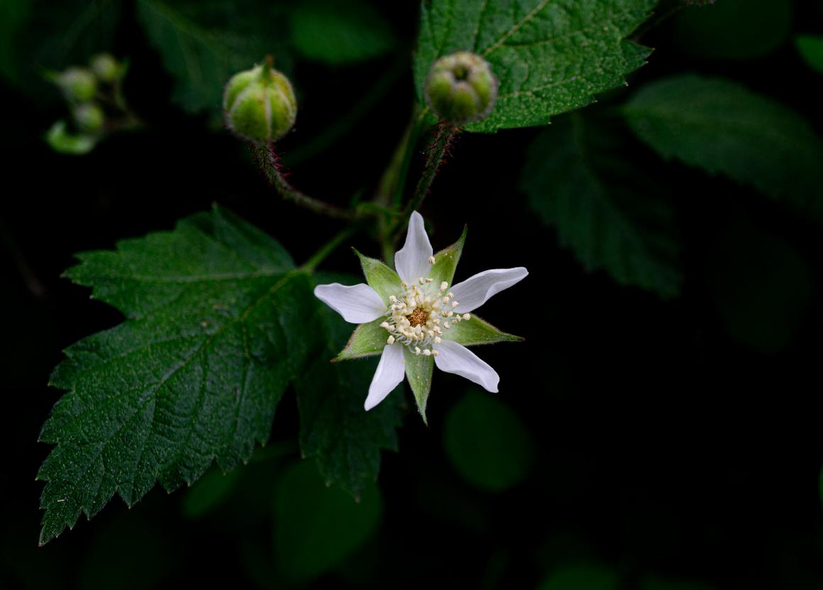 trailing blackberry