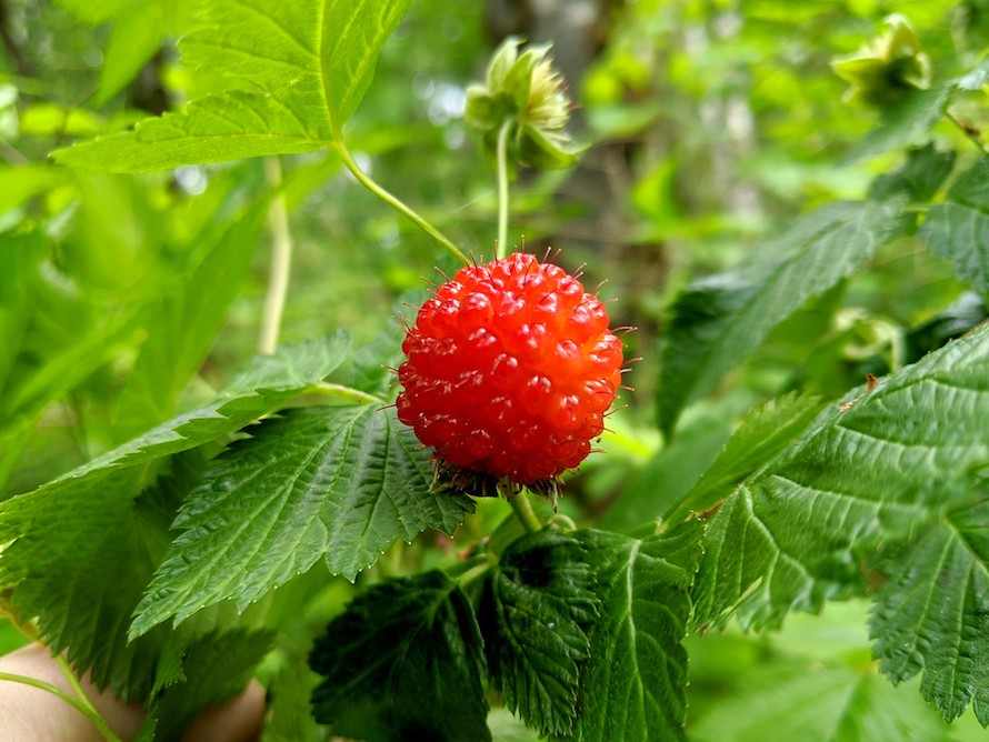 salmonberry