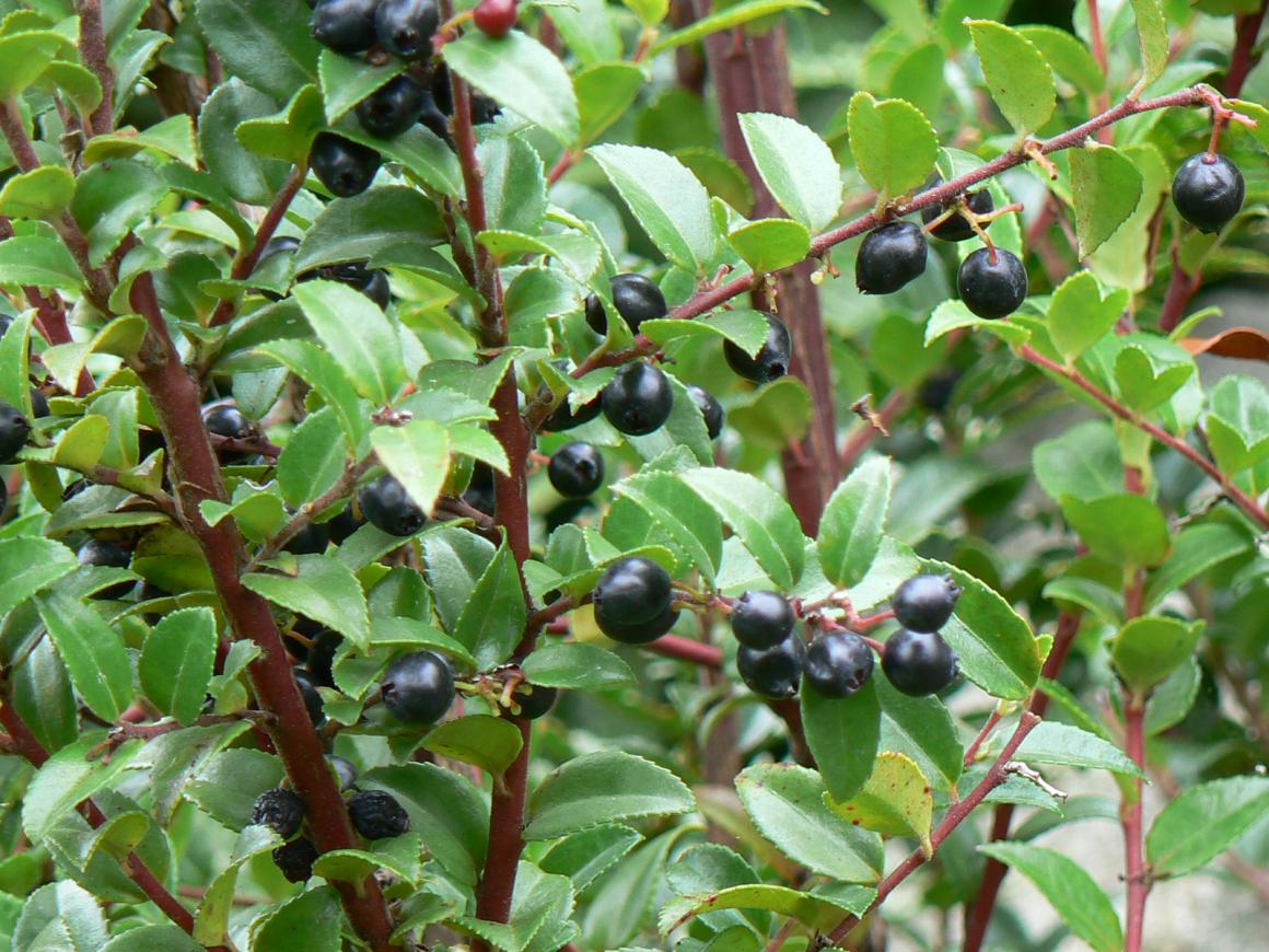 evergreen huckleberry