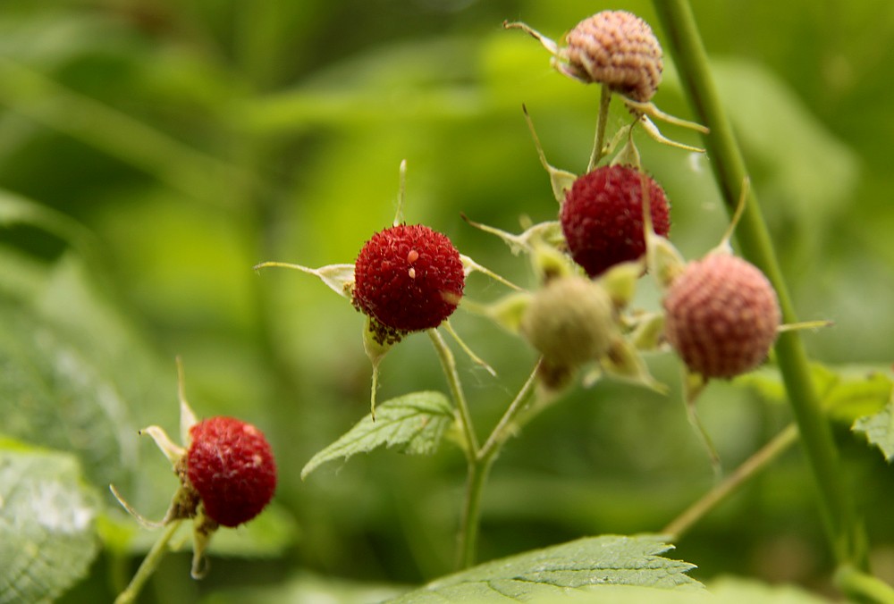 thimbleberries