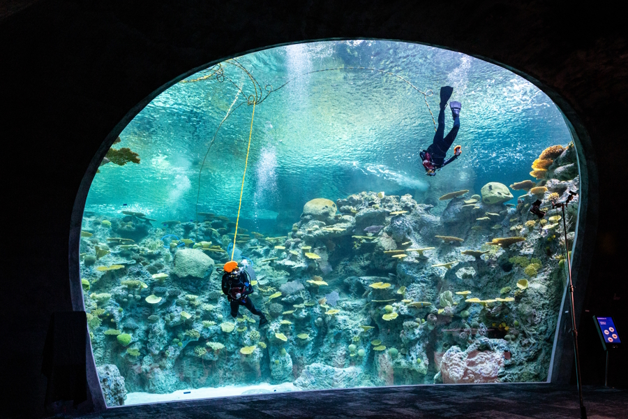 Divers in The Reef, Inside The Reef Habitat at Seattle Aquarium