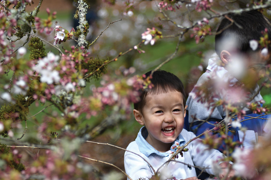 boy with cherry blossoms