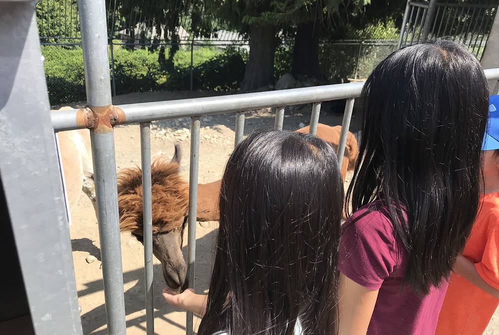 feeding-alpacas-cougar-mountain-zoo-close-encounters