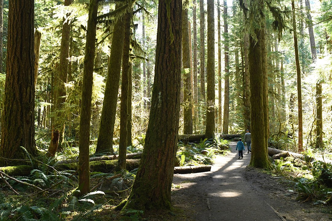 Marymere Falls hike through old growth forest near Lake Crescent on Washington's Olympic Peninsula