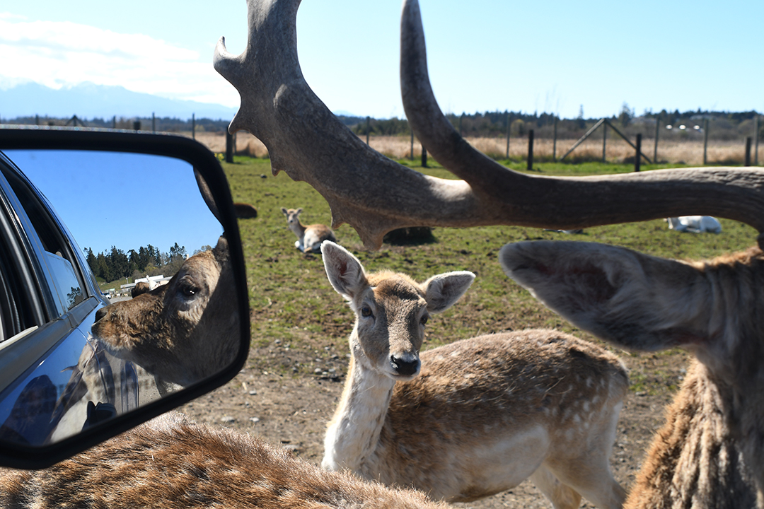 Animals mill about at Olympic Game Farm wildlife private zoo Sequim Washington Olympic Peninsula getaway for Seattle failies