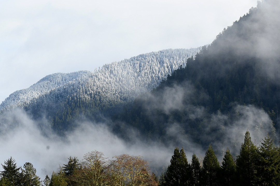 View from the car of snow-topped evergreens driving the Quinault Valley loop on Washington's Olympic peninsula