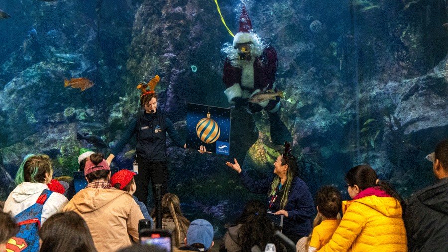 Diving Santa waves to visitors at the Seattle Aquarium 