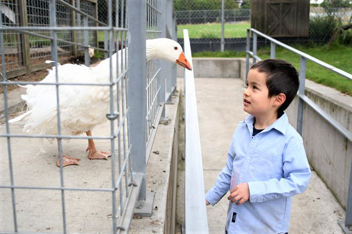 Goose at Seattle Children’s PlayGarden credit JiaYing Grygiel