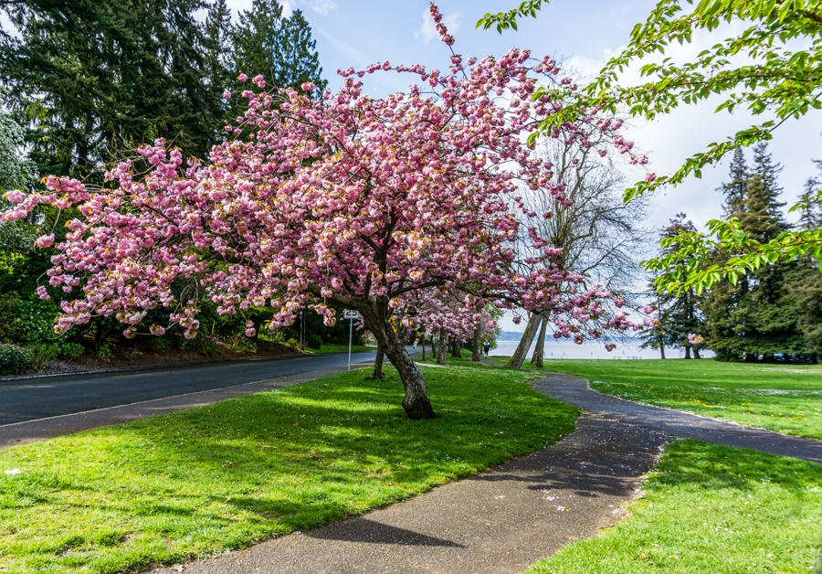 One of the beautiful trees at Seattle’s Seward Park