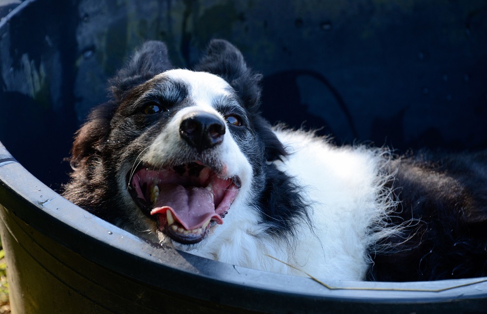 Vashon sheepdog credit Kim Farrell