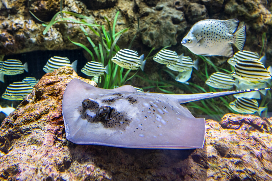 Blue spotted sting ray at the Ocean Pavilion at the Seattle Aquarium