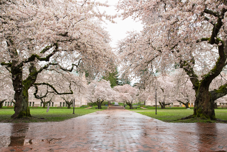 cherry blossom trees in bloom at the university of washington