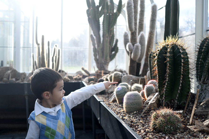 The cactus house at the Volunteer Park Conservatory. Photo credit: JiaYing Grygiel