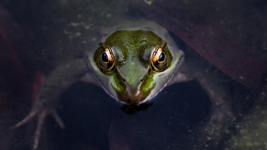 frog in pond