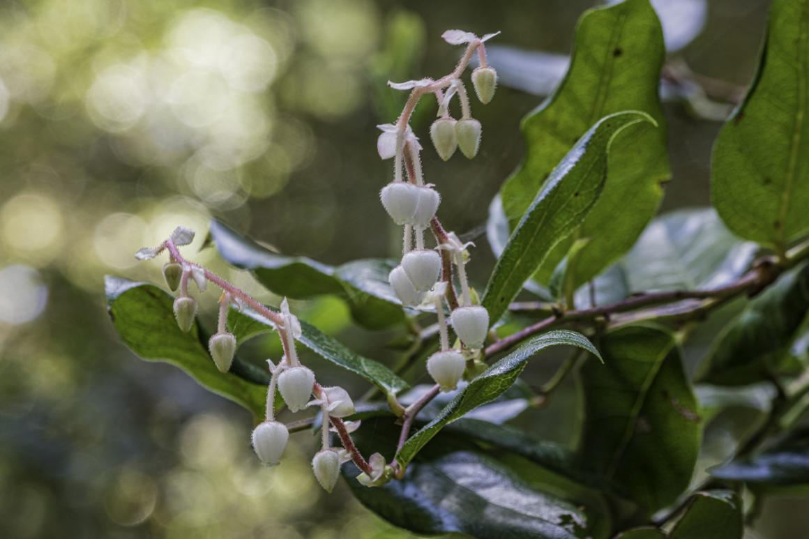 white salal berries