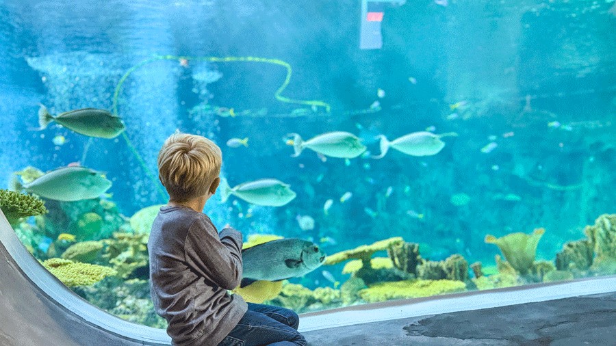 young boy watching fish at the Seattle Aquarium, an indoor place for families to visit in Seattle