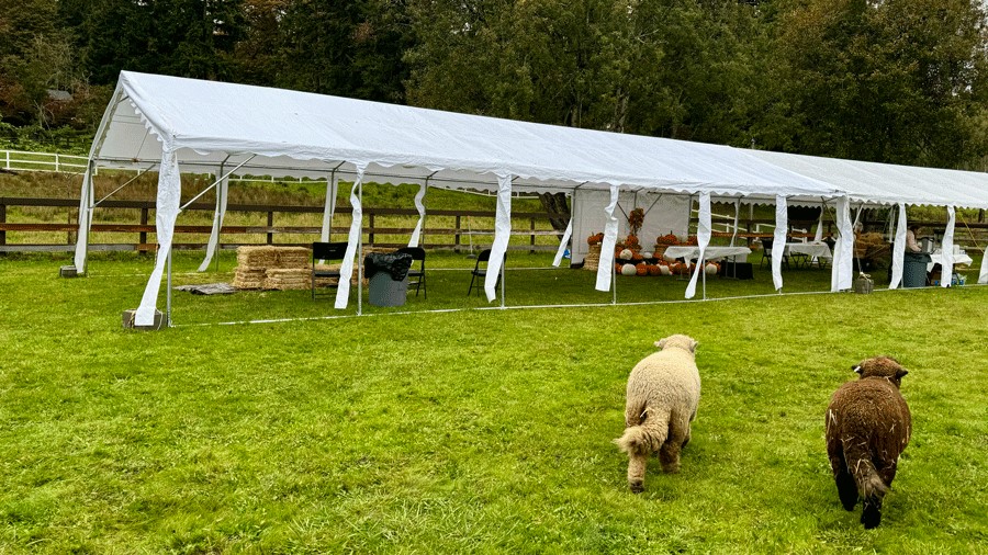 sheep walking toward the event tent at Little Green Acres Farm, an indoor/outdoor birthday party space near Seattle