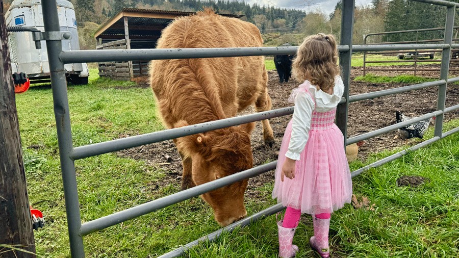 A little girls looks at a cow at Infinity Farm where new activities for families will happen in 2025