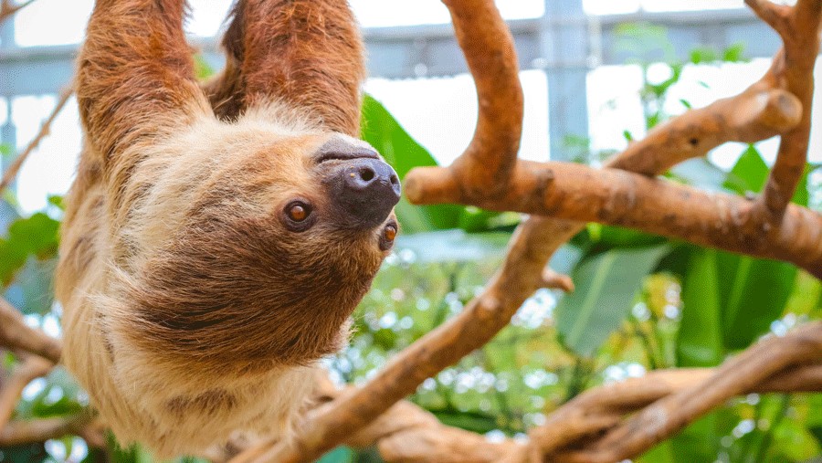 Sloths will be part of Cougar Mountain Zoo's new rainforest exhibit coming in 2025